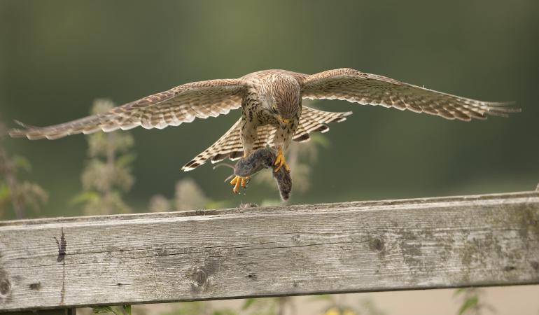 Roofvogel met prooi