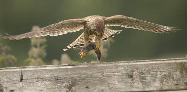 Roofvogel met prooi Roofvogel met prooi